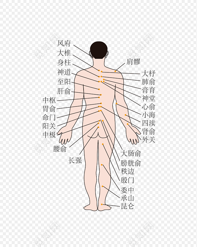 人体穴位图