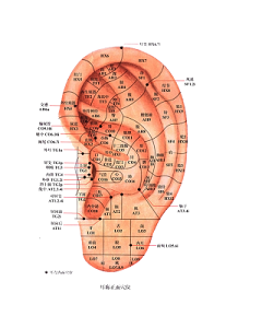 矢量人体耳朵听力穴位图