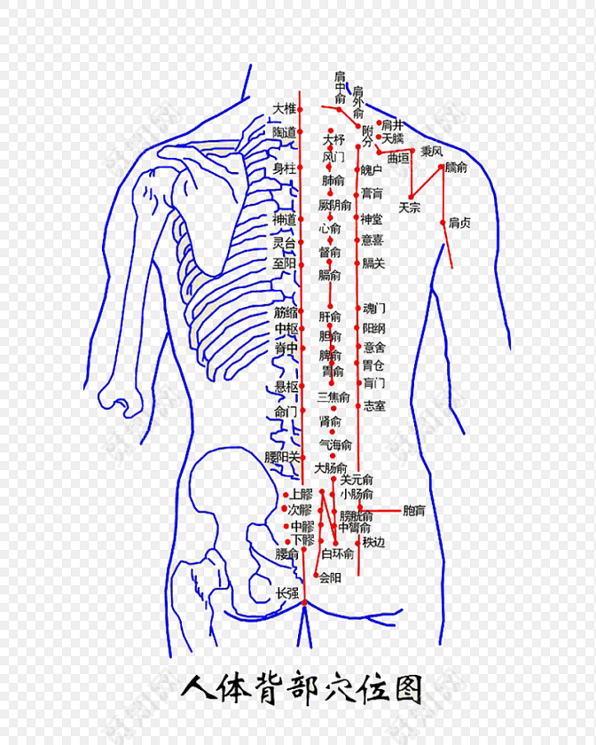 免费人体背部穴位图
