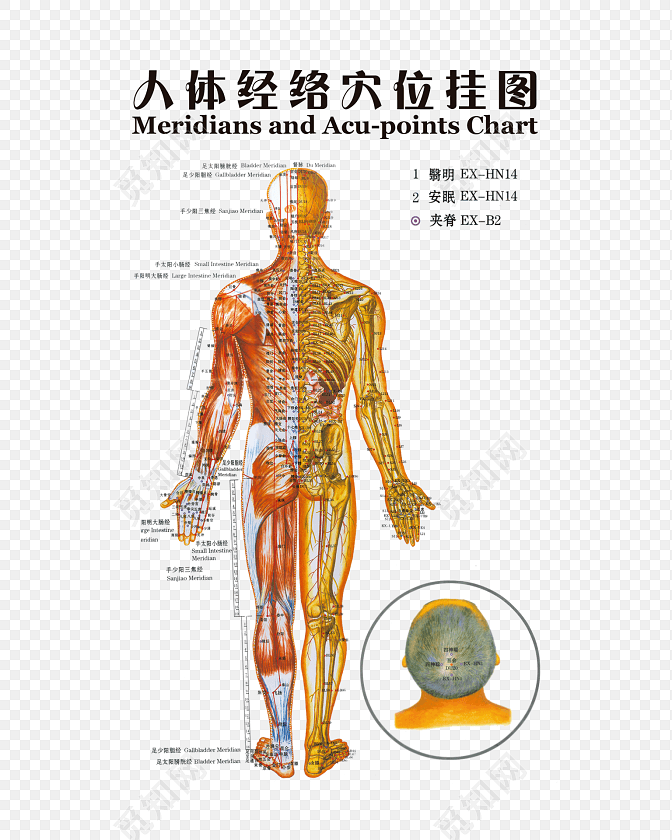 人体经络图穴位挂图