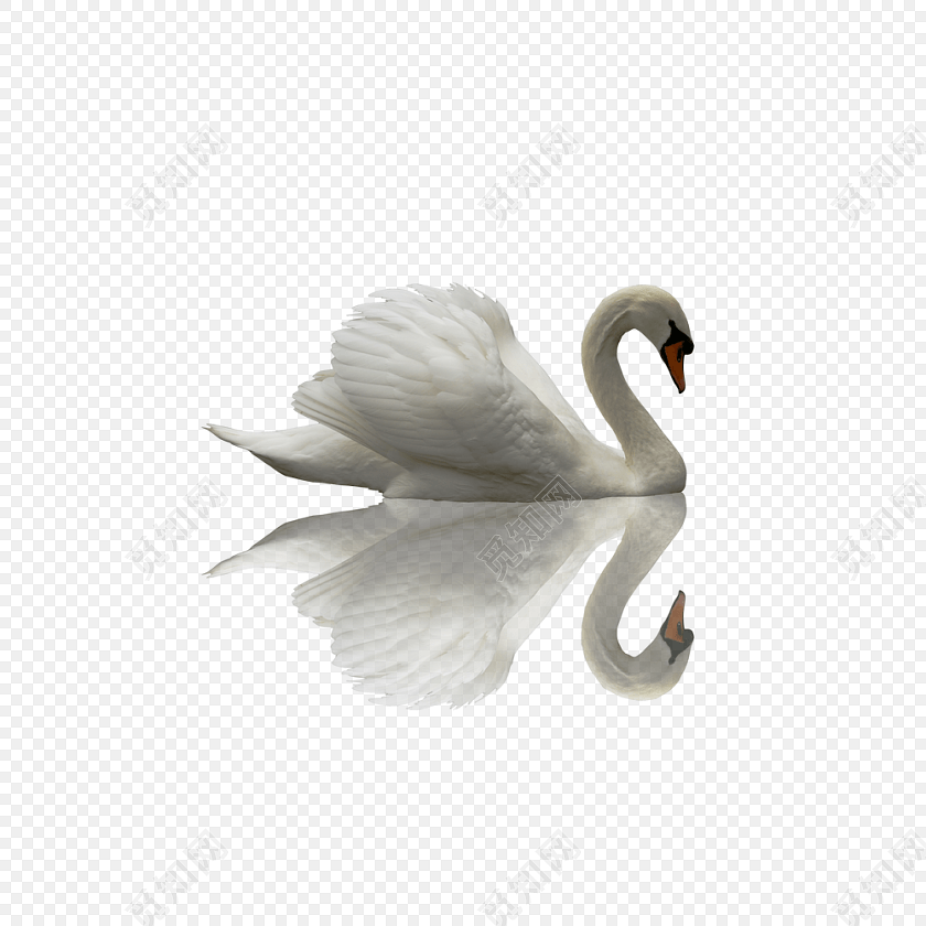 免费下载png png素材白天鹅水面素材标签:天鹅 免抠素材 卡通 手绘