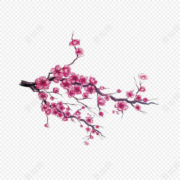 手绘樱花树枝插画
