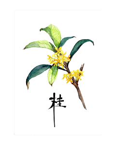 金桂花手绘