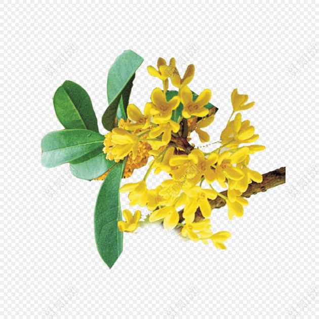 桂花