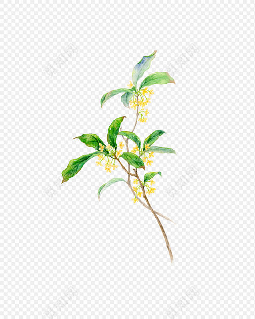 桂花树