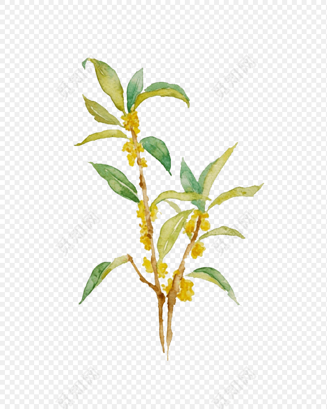 桂花树