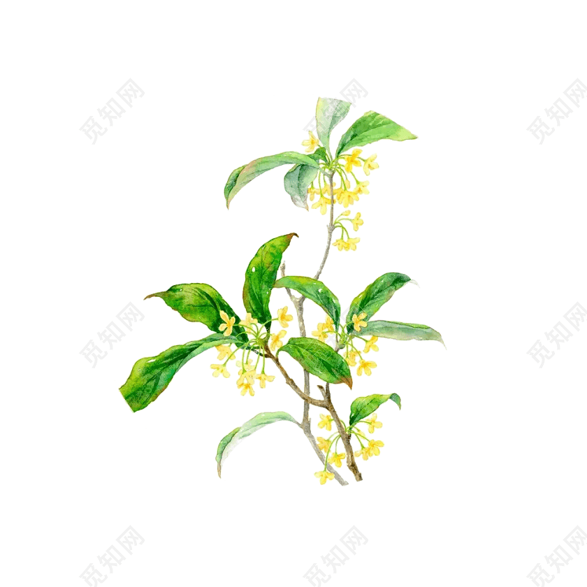 桂花树