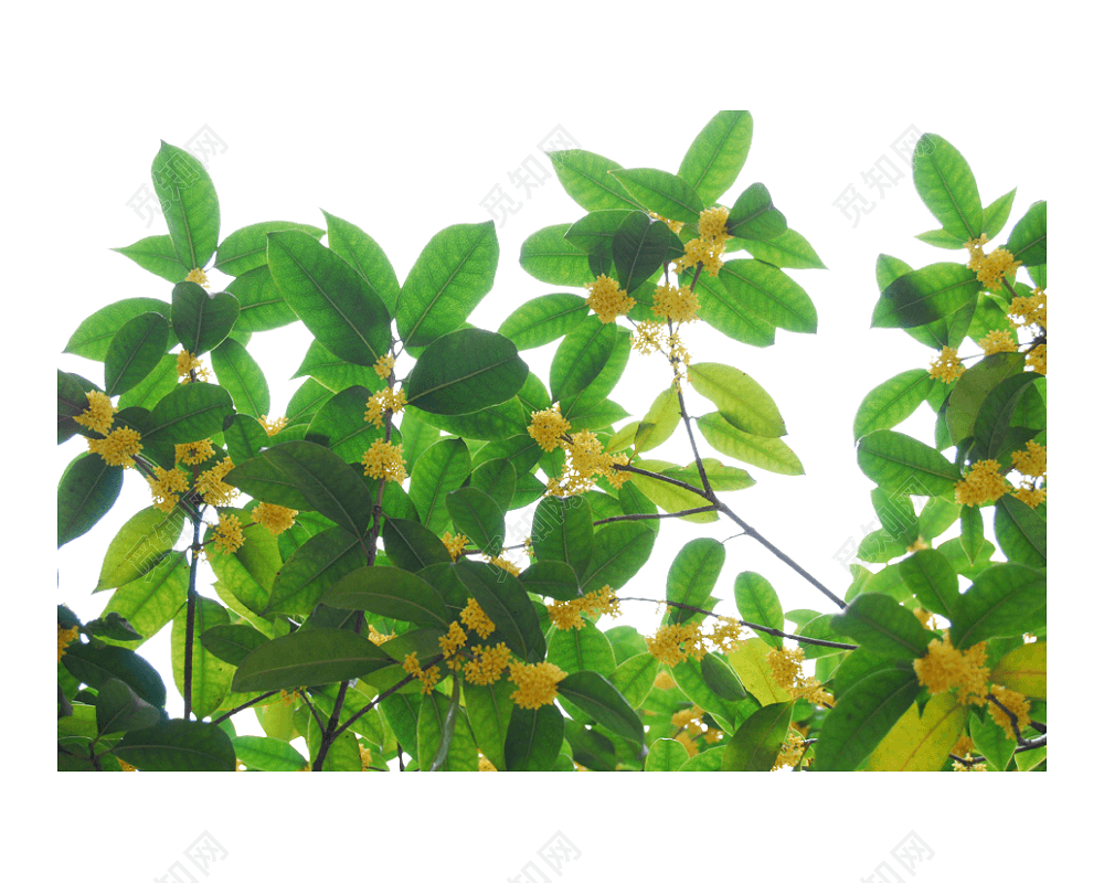 桂花树
