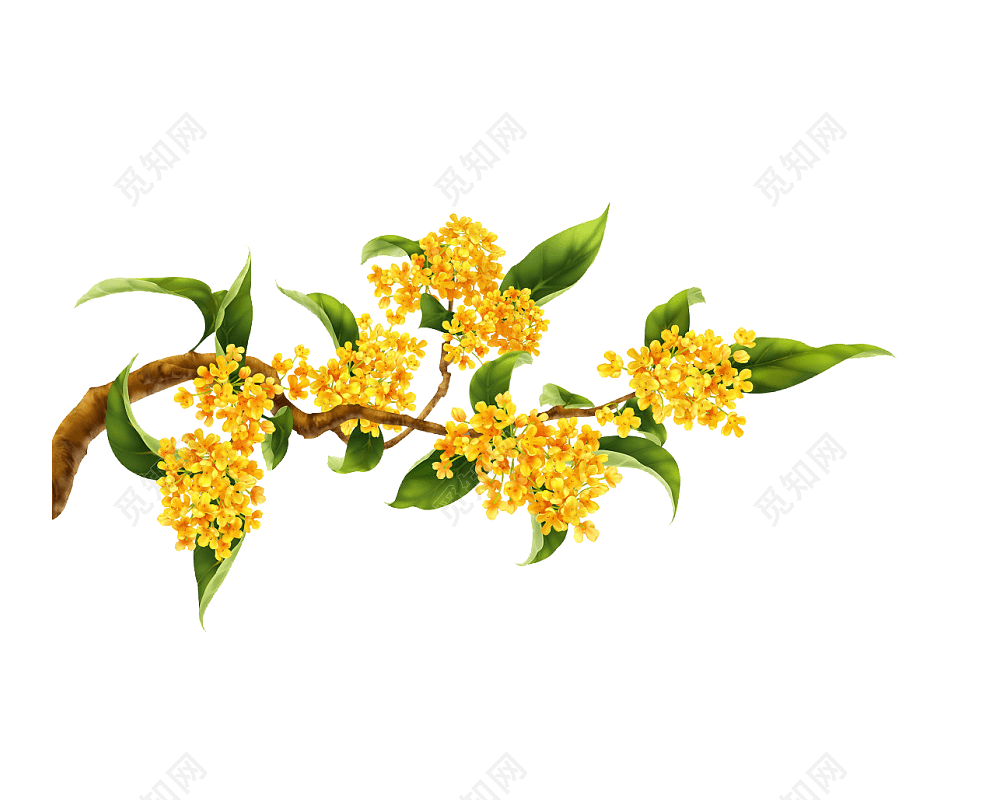 桂花