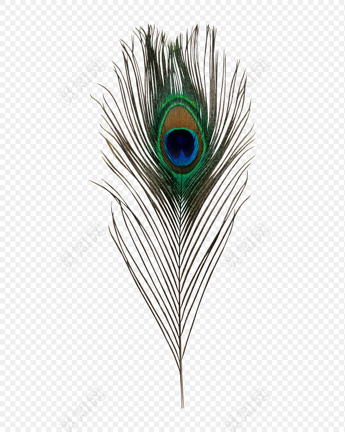 孔雀羽毛矢量png