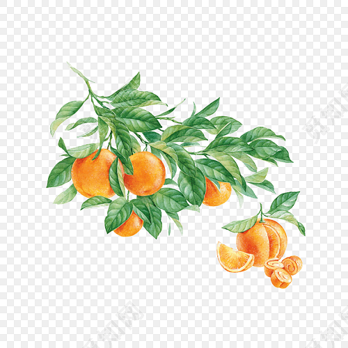 手绘橘子插画素材