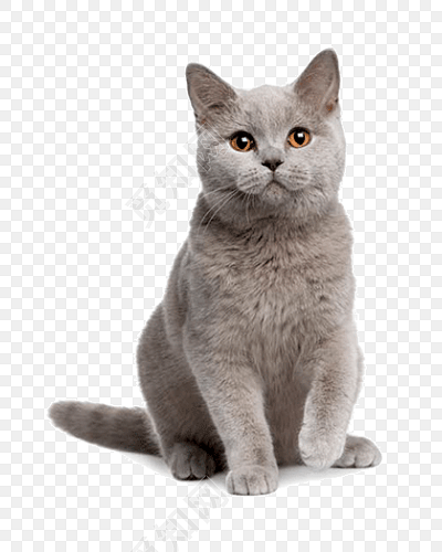 优雅的灰猫矢量素材