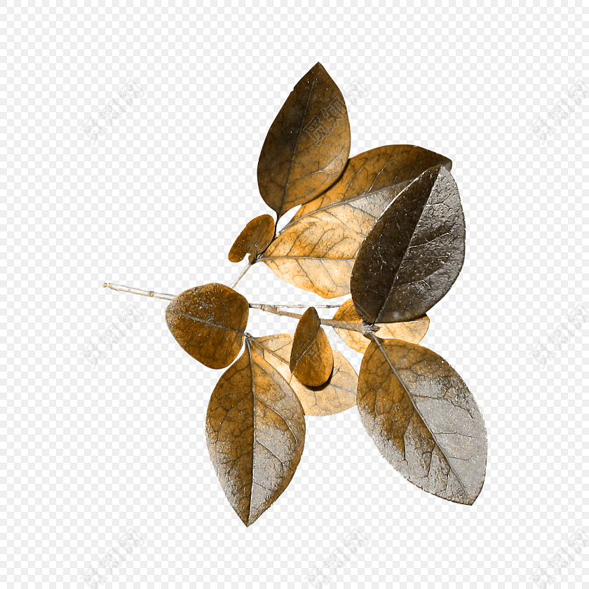 秋天枯萎的树叶免抠素材