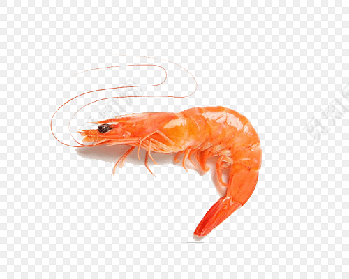 美味鲜虾素材