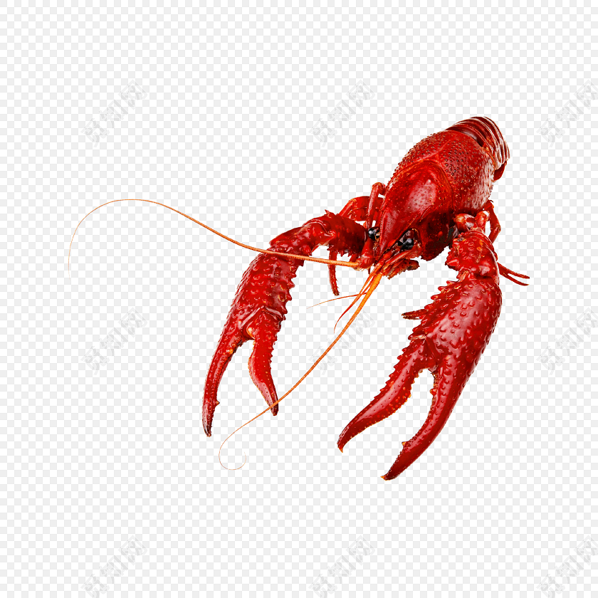 美食小龙虾素材