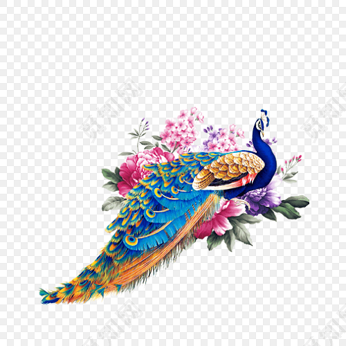 美丽孔雀花朵手绘插画