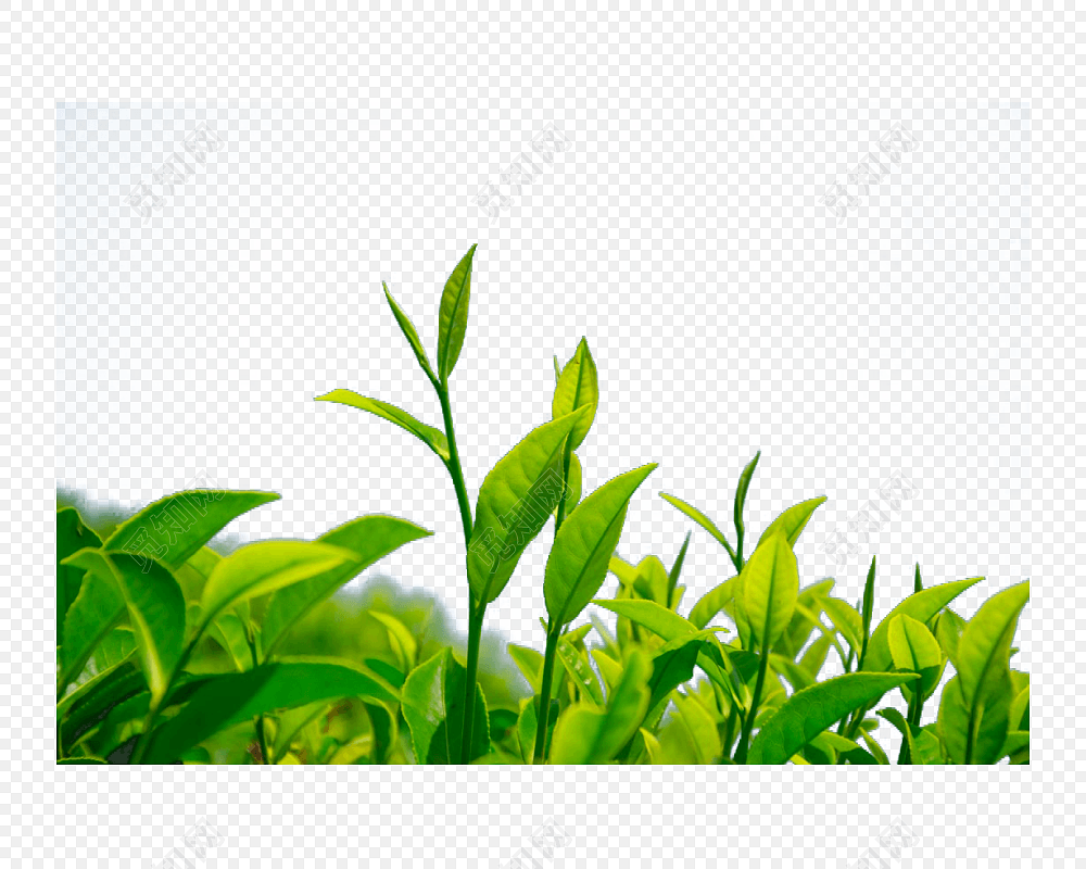 茶园免费下载_png素材_觅知网