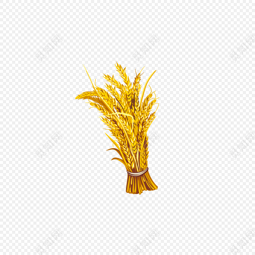 麦穗