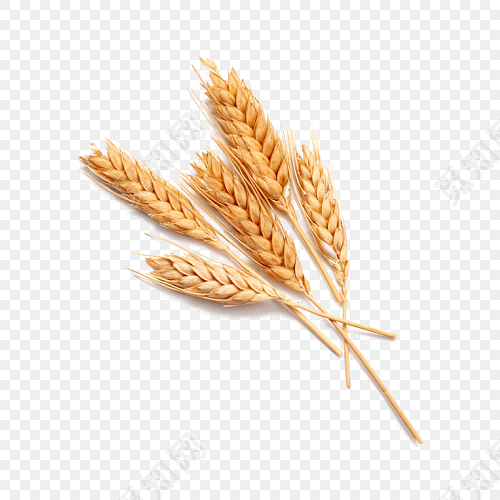 麦穗