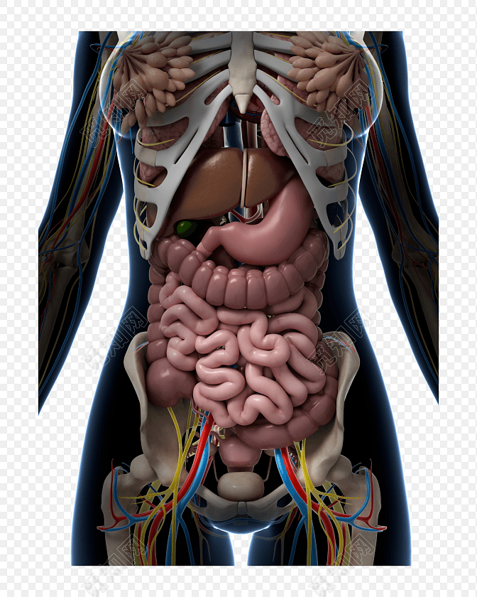 医学专业人体结构内脏素材