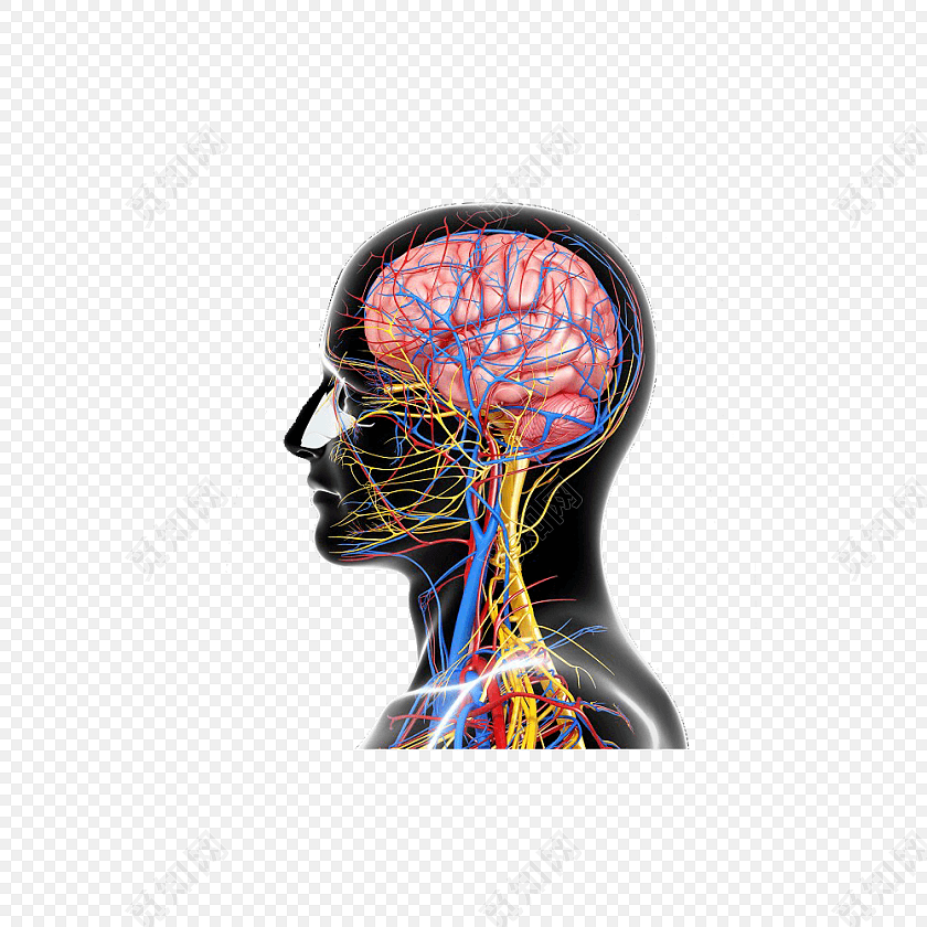 医学专业人体大脑结构素材