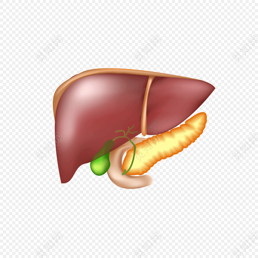 医学人体肝脏结构素材