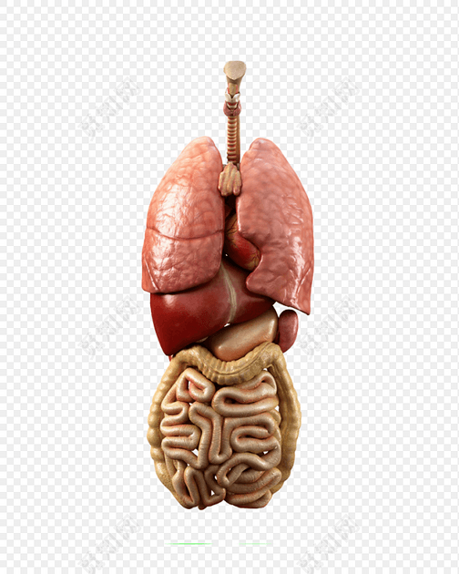 医学人体内脏结构素材