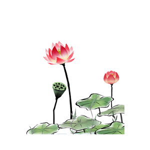 水墨荷花藕