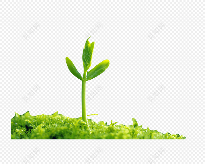 发芽的小树苗免抠素材