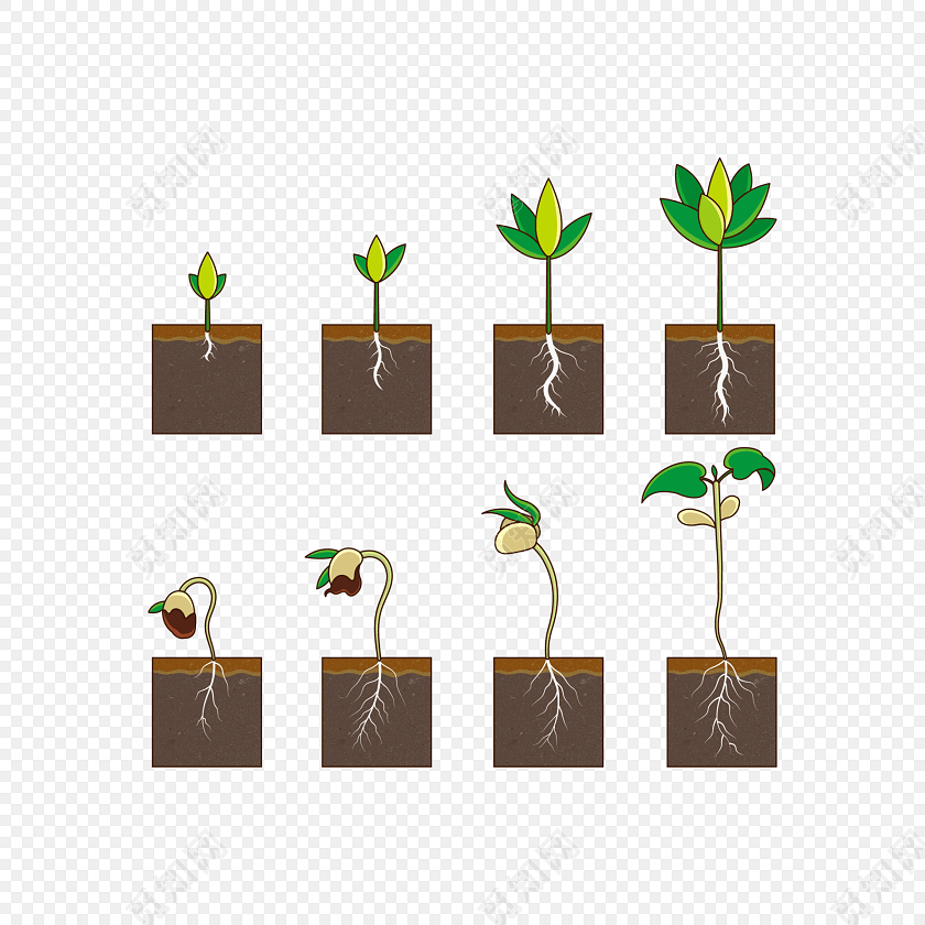 慢慢成长的小树苗免抠素材