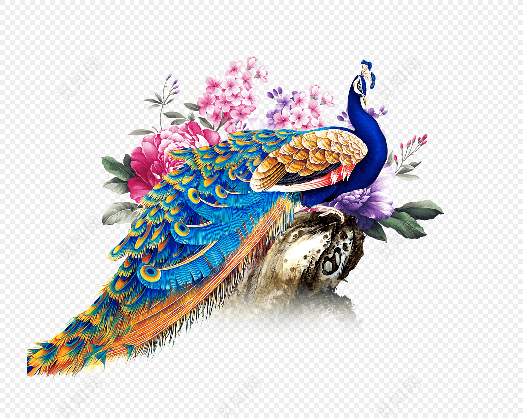 绚丽孔雀花朵手绘插画