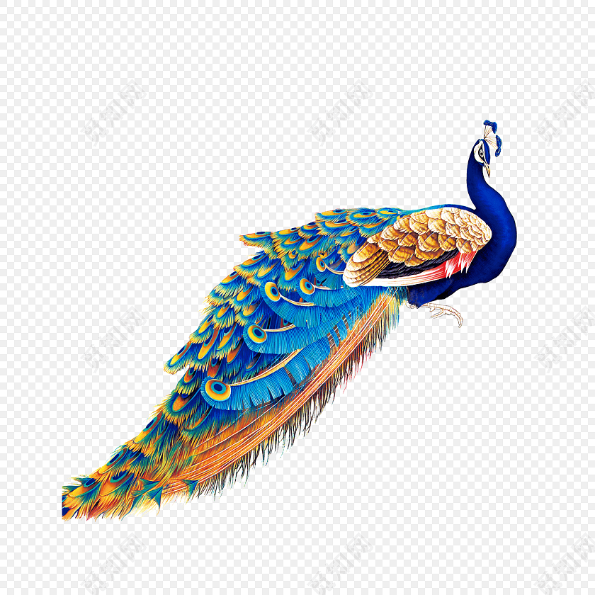 绚丽孔雀手绘插画