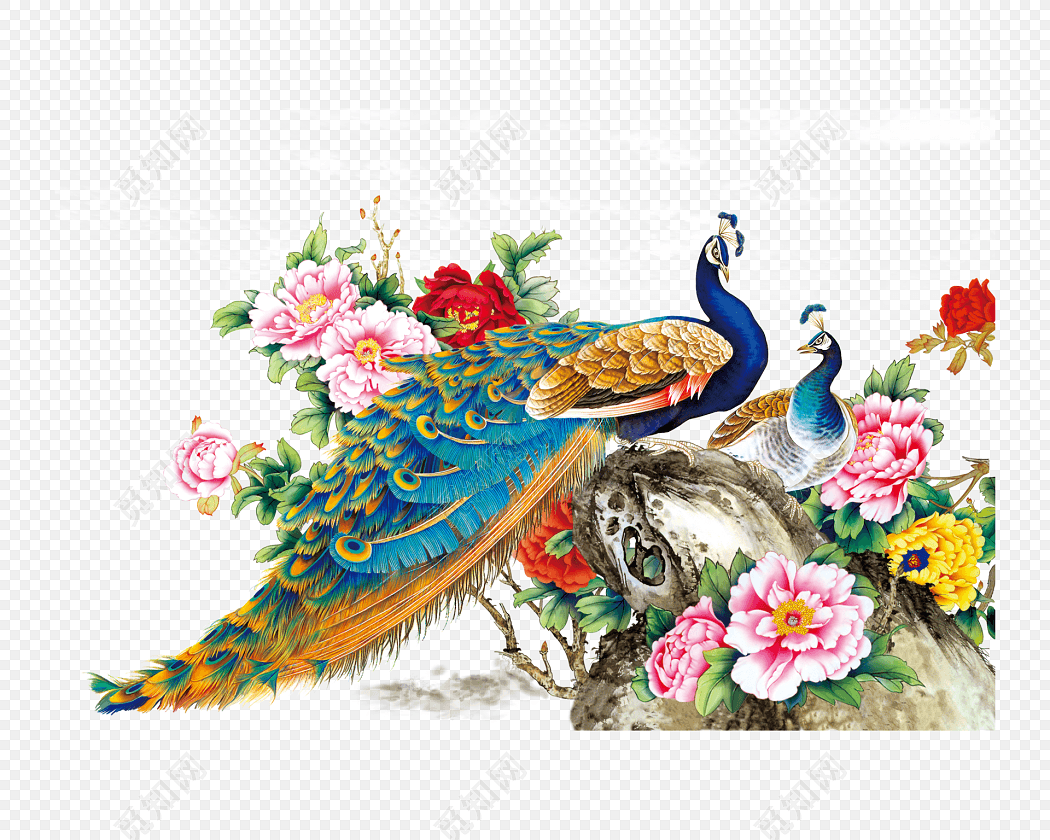 绚丽孔雀手绘中国风插画