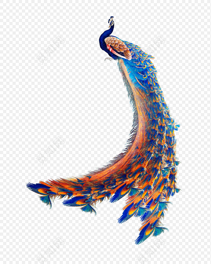绚丽长尾巴孔雀手绘插画素材