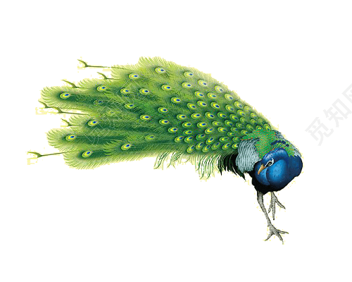 手绘孔雀插画素材设计