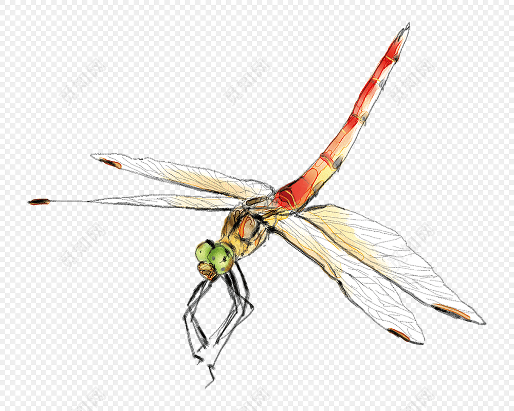 手绘红蜻蜓免抠图素材
