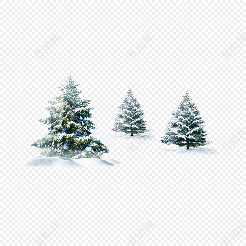 雪中松树素材