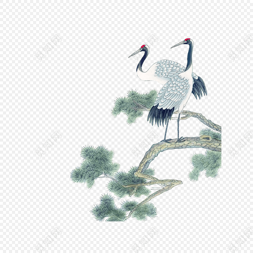 手绘工笔丹顶鹤松树设计素材