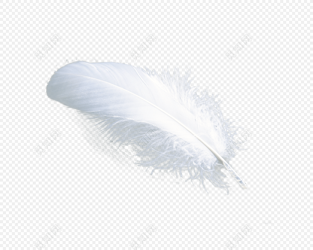 白色羽毛