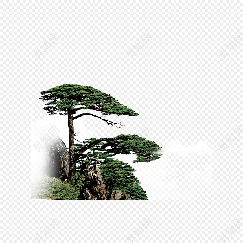 岩石上生长的松树素材