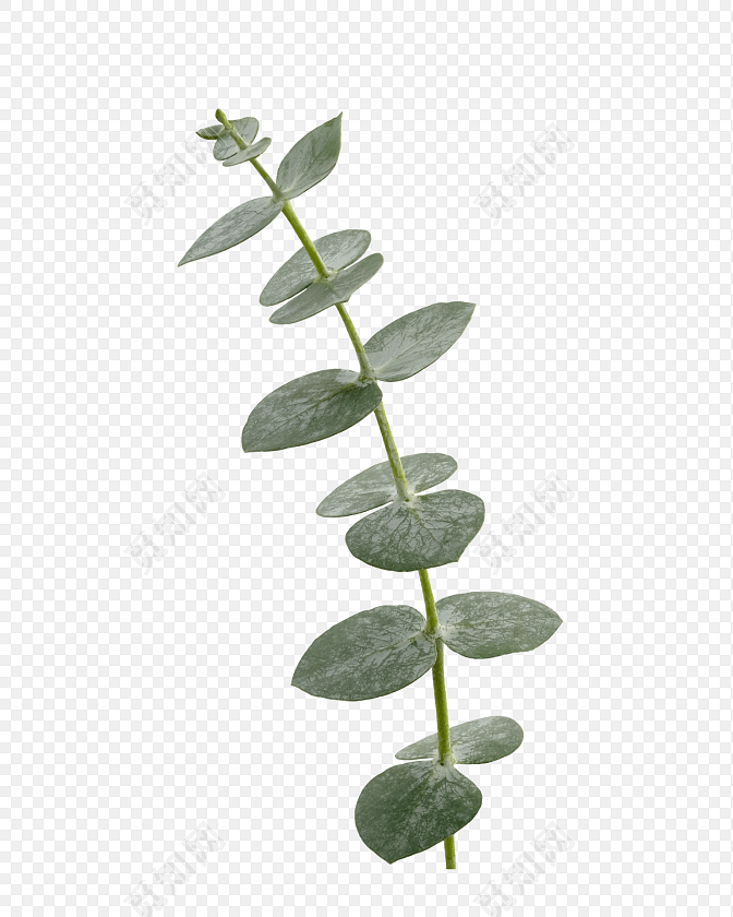 一枝绿叶植物图片