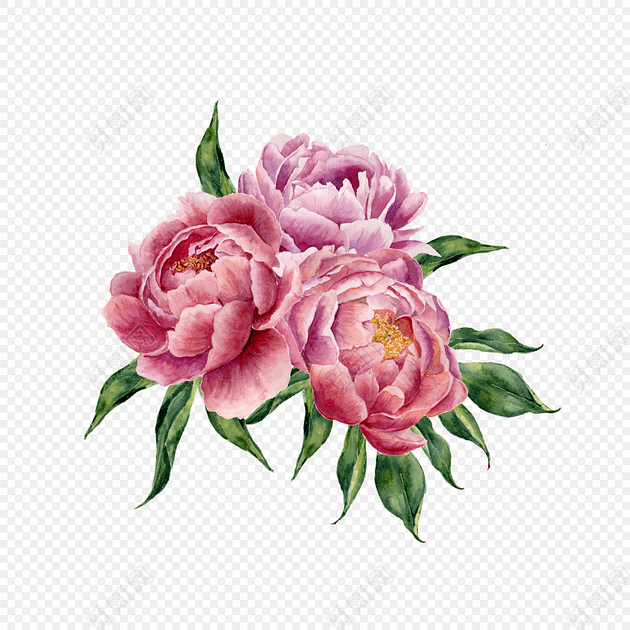 盛放水彩牡丹花矢量素材