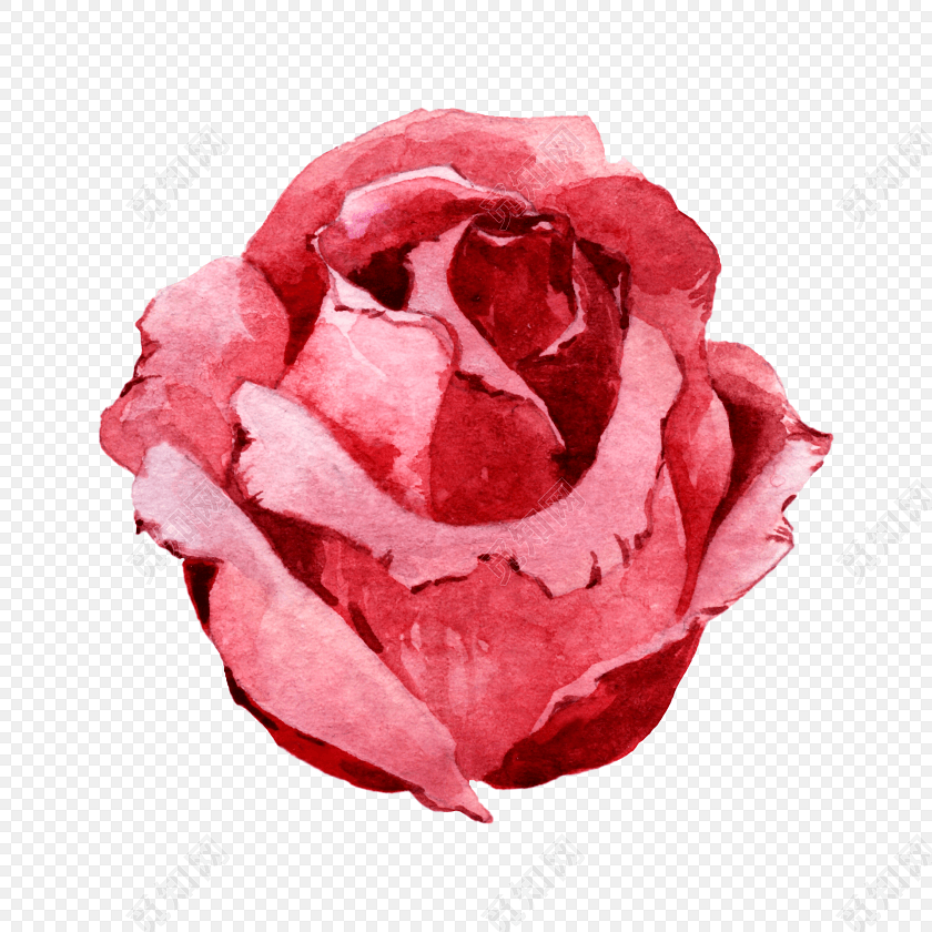 水彩手绘玫瑰花素材