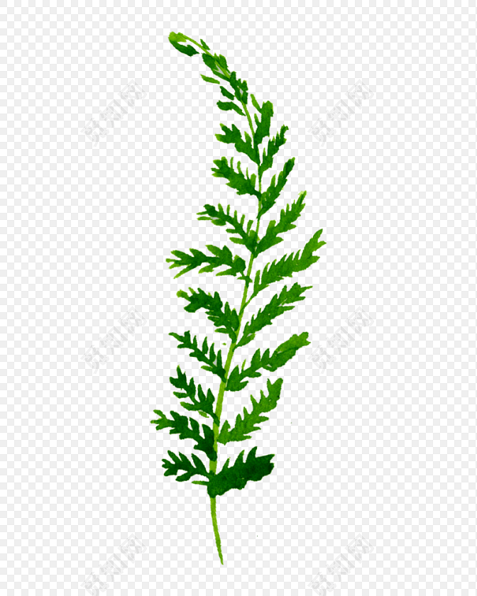 绿色手绘水草水彩插画素材