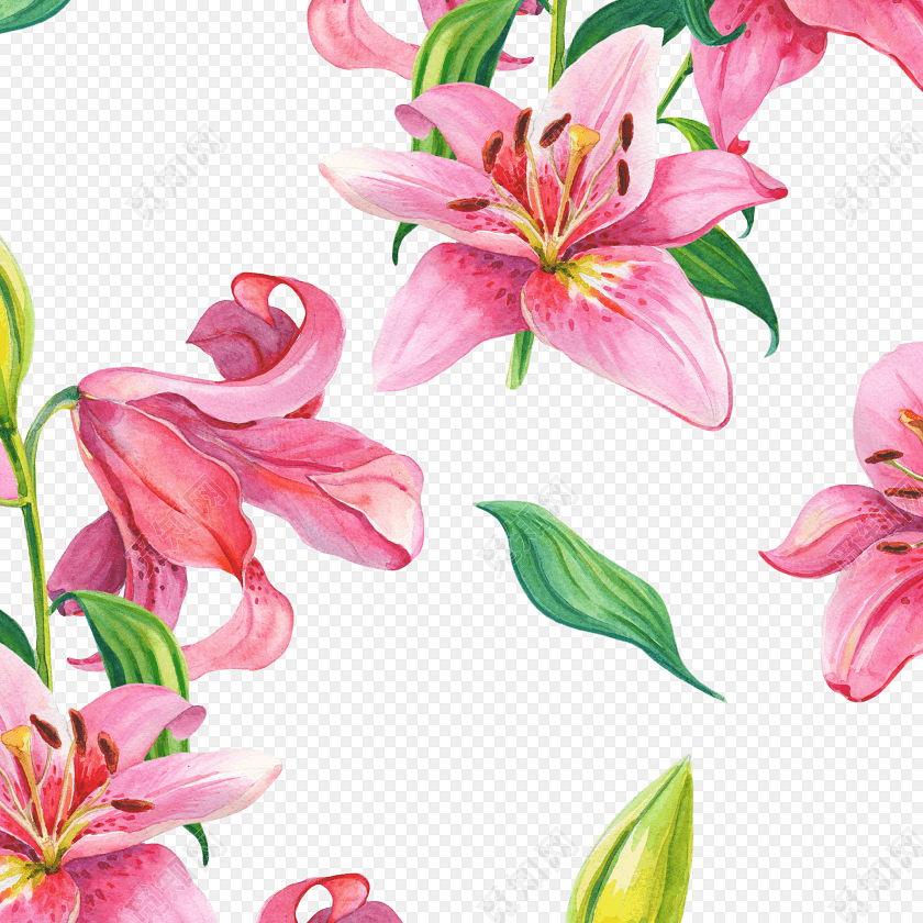 png素材水彩百合花枝平铺背景素材标签:水彩 免抠素材 卡通 手绘 小