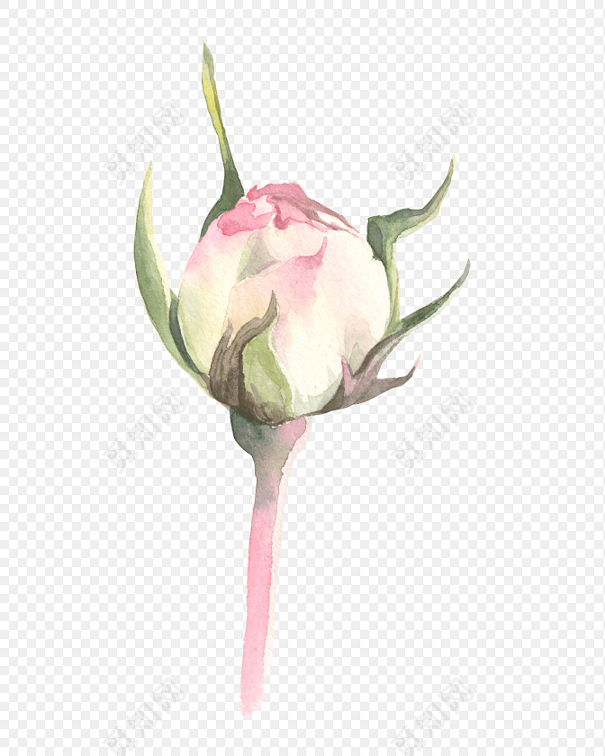手绘水彩玫瑰花苞设计素材