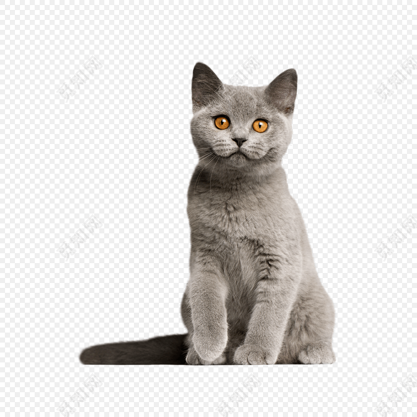 猫咪宠物素材