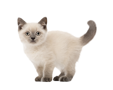 276240 下载 卡通手绘猫咪宠物店可爱小猫png电商素材22290 下载
