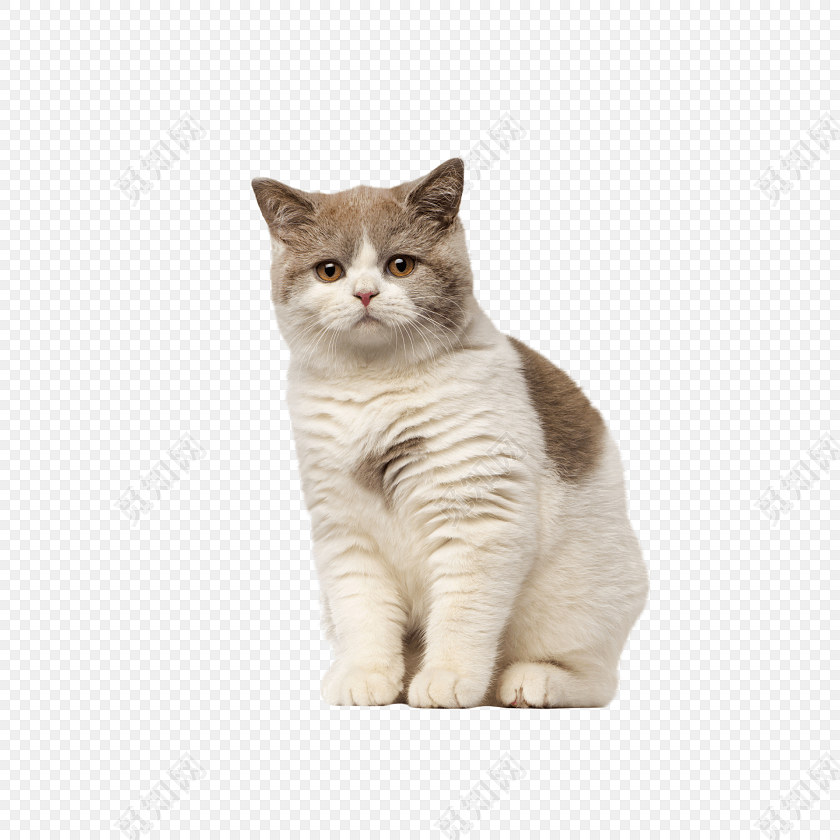 猫咪宠物素材