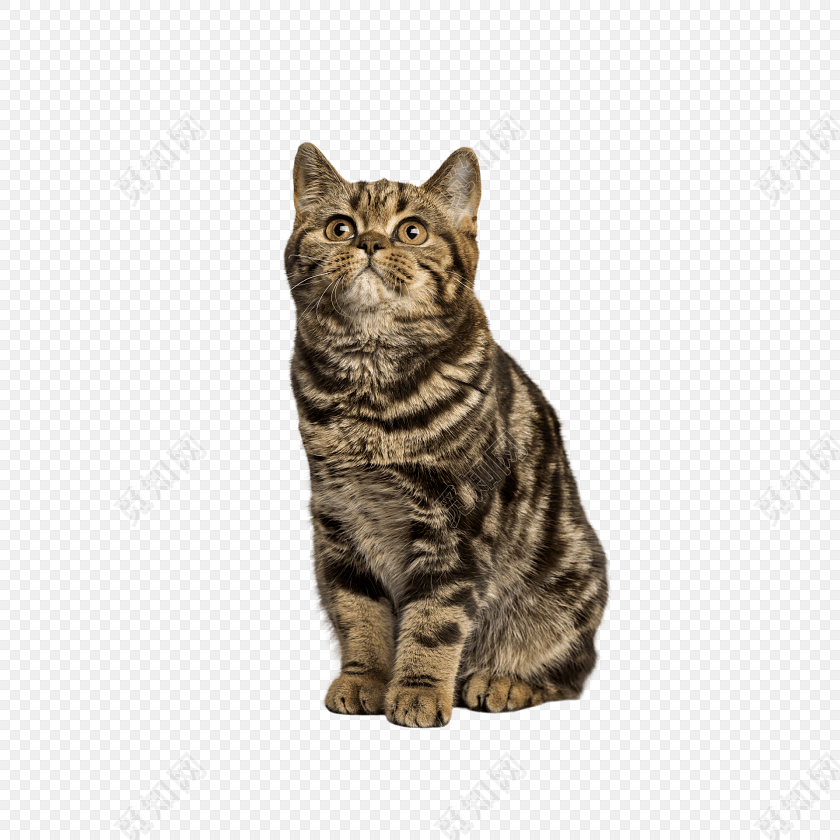 猫咪宠物素材